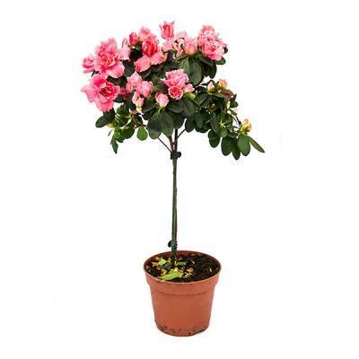 Рододендрон на штамбе, Гор35, Выс70 в интернет гипермаркете «Планета Лета». Фото