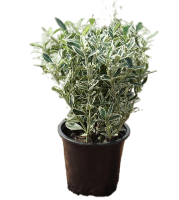 Бересклет япон.White Spire, Гор.25, Выс.50 в интернет гипермаркете «Планета Лета». Фото