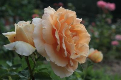 Роза чайно-гибридная Гейша штамб C4 H100 в интернет гипермаркете «Планета Лета». Фото