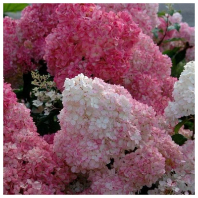 Гортензия крупноцв, Гор15 М в интернет гипермаркете «Планета Лета». Фото
