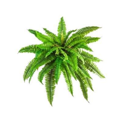 Папоротник Бостон д-75 см, в-50 см (34 листа) 6/60 20.1322N в интернет гипермаркете «Планета Лета». Фото