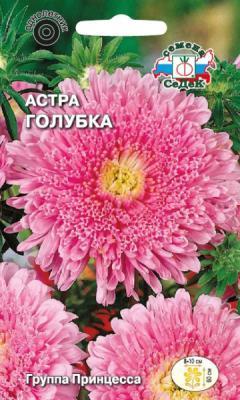 Астра Голубка принцесса в интернет гипермаркете «Планета Лета». Фото