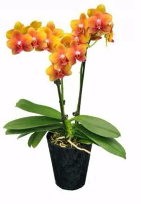 Фаленопсис 2 pp Multiflora Magical, Гор12, Выс50 в интернет гипермаркете «Планета Лета». Фото