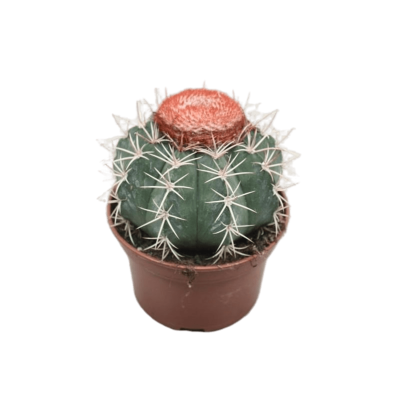 Кактус Melocactus Azureus, Гор6, Выс10 в интернет гипермаркете «Планета Лета». Фото