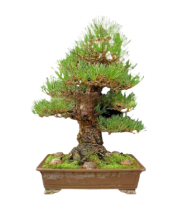 Бонсай Сосна черная, Гор38, Выс100 И в интернет гипермаркете «Планета Лета». Фото