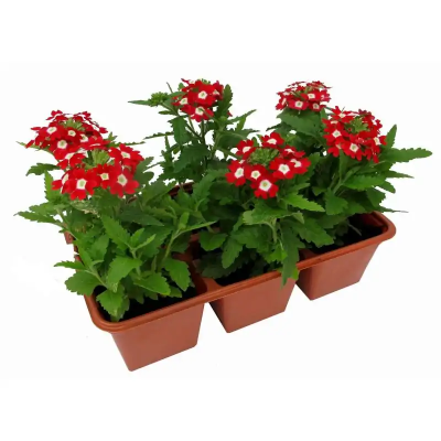 Вербена, P6, Выс20 в интернет гипермаркете «Планета Лета». Фото