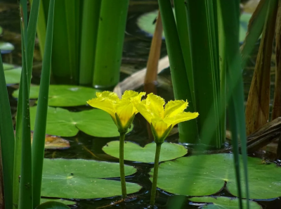 Нимфейник М в интернет гипермаркете «Планета Лета». Фото