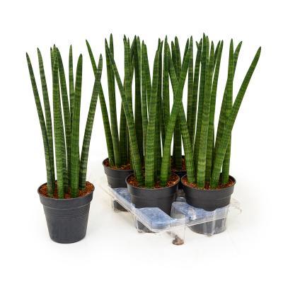 Сансевиерия Cylindrica, Гор9, Выс30 в интернет гипермаркете «Планета Лета». Фото