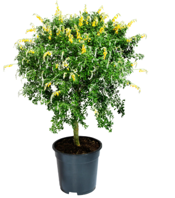 Ракитник Палетт, Гор17 М в интернет гипермаркете «Планета Лета». Фото