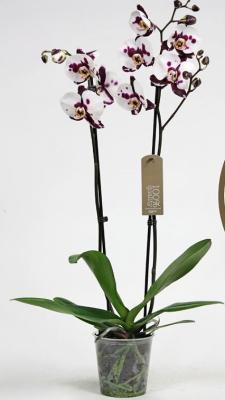 Фаленопсис 2 pp Polka dots, Гор12, Выс55 в интернет гипермаркете «Планета Лета». Фото