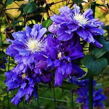 Клематис крупноцветковый Кири Те Канава (туба) в интернет гипермаркете «Планета Лета». Фото