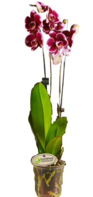 Фаленопсис 2 pp Wiola, Гор12, Выс65 в интернет гипермаркете «Планета Лета». Фото
