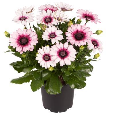 Остеоспермум, Гор13 М в интернет гипермаркете «Планета Лета». Фото