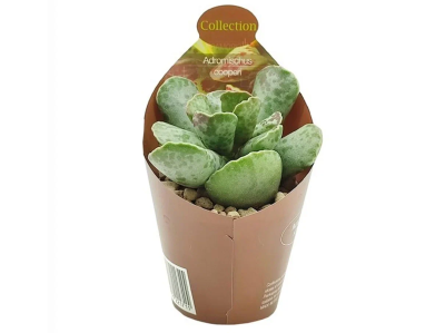 Суккуленты Adromischus cooperi, Гор10, Выс15 в интернет гипермаркете «Планета Лета». Фото