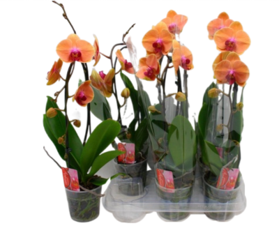 Фаленопсис Cascade Orange Sunrisa Kizz, Гор12, Выс60 в интернет гипермаркете «Планета Лета». Фото