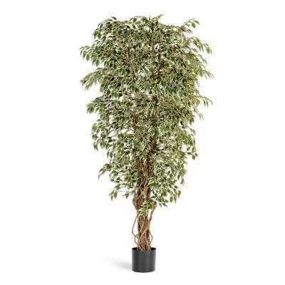 Гавайский фикус лиана пестр 210 см 10.30907NW в интернет гипермаркете «Планета Лета». Фото