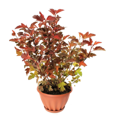 Пузыреплодник калинолистный Диабл Д'ор  Гор19 П в интернет гипермаркете «Планета Лета». Фото