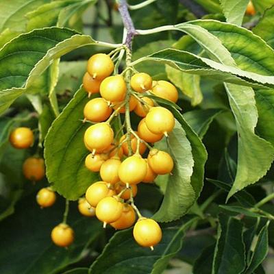 Древогубец круглолистный Диана (жен)/Цкор П в интернет гипермаркете «Планета Лета». Фото