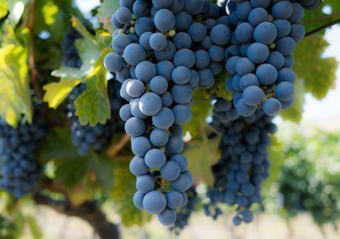 Виноград плодовый Атика Кишмиш С2 Н50 в интернет гипермаркете «Планета Лета». Фото