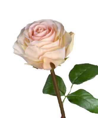 Роза Соло Нью большая нежн.крем-роз в-72 см, бутон в-7, д-10 см 12/48 30.0612100CR в интернет гипермаркете «Планета Лета». Фото