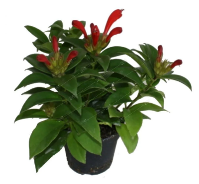 Эсхинантус Mona Lisa, Гор11, Выс25 в интернет гипермаркете «Планета Лета». Фото