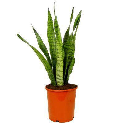 Сансевиерия Zeylanica Sansev Z, Гор21, Выс80 в интернет гипермаркете «Планета Лета». Фото