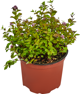 Спирея японская Pink & Gold, C2-3л М в интернет гипермаркете «Планета Лета». Фото