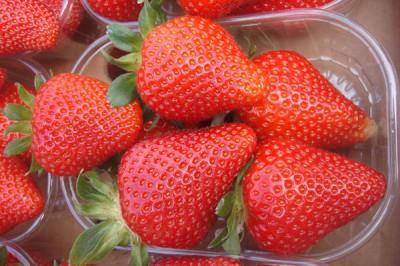 Рассада Земляника Скала Р9 в интернет гипермаркете «Планета Лета». Фото