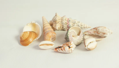 Ракушки набор, 140гр в интернет гипермаркете «Планета Лета». Фото