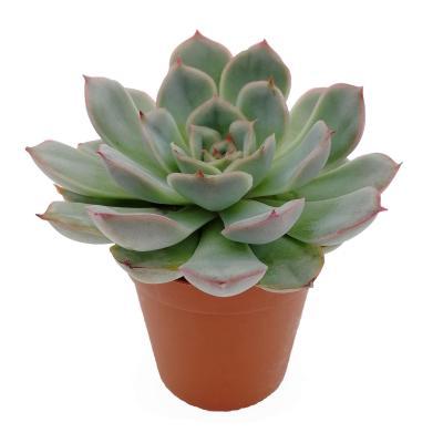 Эчеверия Menina, Гор10, Выс12 в интернет гипермаркете «Планета Лета». Фото