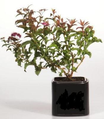 Спирея японская Криспа Гор17 М в интернет гипермаркете «Планета Лета». Фото