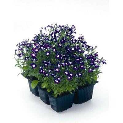 Лобелия, (6) клаета М в интернет гипермаркете «Планета Лета». Фото