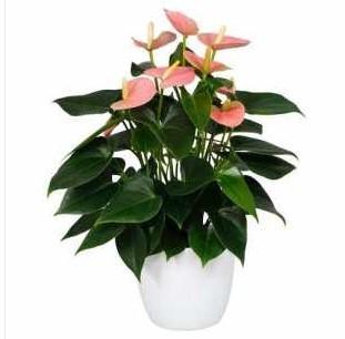 Антуриум Sensa фиолетовый, Гор17, Выс70 в интернет гипермаркете «Планета Лета». Фото