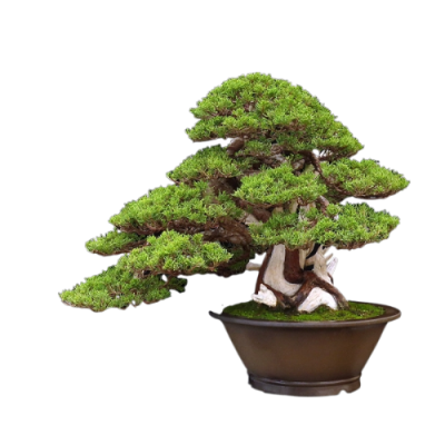 Бонсай Можжевельник китайс., Гор99, Выс180 в интернет гипермаркете «Планета Лета». Фото