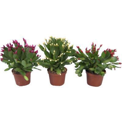 Рипсалидопсис Mix Гор9, Выс20 в интернет гипермаркете «Планета Лета». Фото