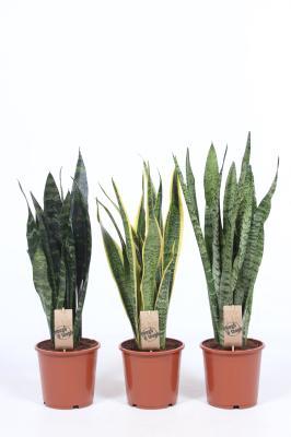 Сансевиерия, Гор12, Выс40 в интернет гипермаркете «Планета Лета». Фото