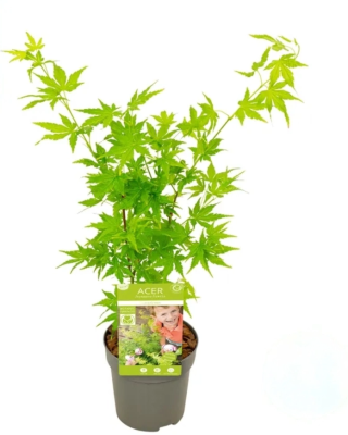 Клен пальм.Going Green, Гор10, Выс25 в интернет гипермаркете «Планета Лета». Фото