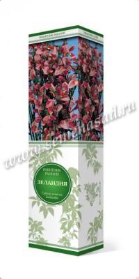 Ракитник ранний Зеландия П в интернет гипермаркете «Планета Лета». Фото