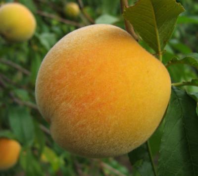 Персик Золотой юбилей 2-летка С4 Выс120 в интернет гипермаркете «Планета Лета». Фото