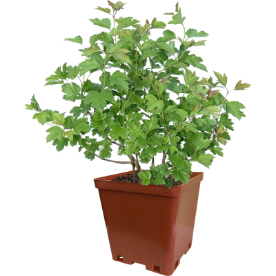 Калина плодовая Таежные рубины С2 Н40 в интернет гипермаркете «Планета Лета». Фото