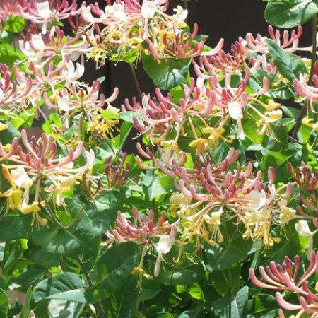 Жимолость 7Ц в интернет гипермаркете «Планета Лета». Фото