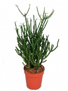 Эуфорбия Tirucalli, Гор17, Выс40 в интернет гипермаркете «Планета Лета». Фото