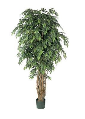Фикус лиана де люкс 210 см 2/2 в интернет гипермаркете «Планета Лета». Фото