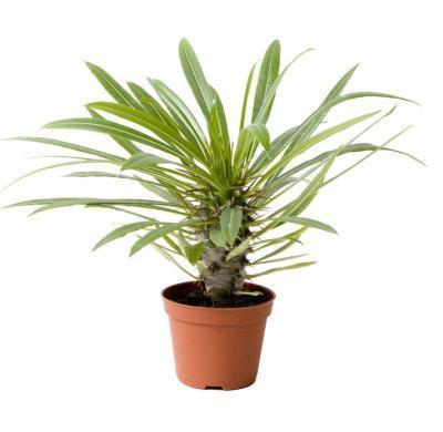 Пахиподиум Lamerei, Гор6, Выс15 в интернет гипермаркете «Планета Лета». Фото