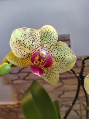 Фаленопсис 2 pp Bright Maya, Гор12, Выс70 в интернет гипермаркете «Планета Лета». Фото