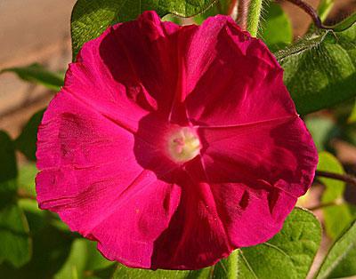 Ипомея Скарлет О`Хара (ЦВ) ("1) 0,9гр. в интернет гипермаркете «Планета Лета». Фото