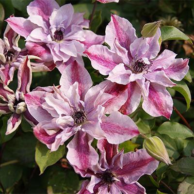 Клематис ботанический Супер Кьют П в интернет гипермаркете «Планета Лета». Фото