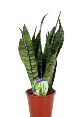 Сансевиерия Black Colar, Гор12, Выс40 в интернет гипермаркете «Планета Лета». Фото