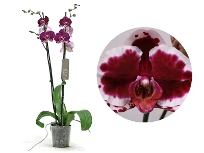 Фаленопсис 2 pp Sparkling Moments, Гор12, Выс60 в интернет гипермаркете «Планета Лета». Фото