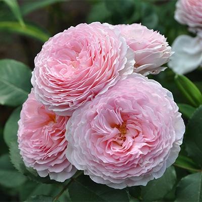 Роза английская парковая Джеймс Гэлвей/ЦКорЛюкс П в интернет гипермаркете «Планета Лета». Фото